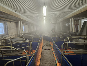 Oprava podhledu stáje chovu prasat